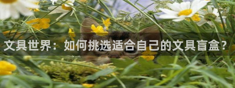 卧龙娱乐主管是谁呀：文具世界：如何挑选适