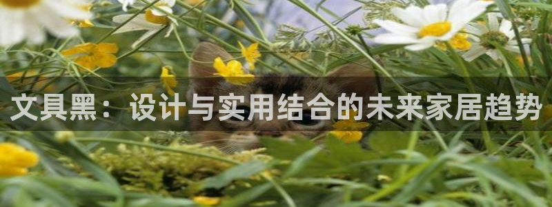 mvp娱乐 卧龙招商60447：文具黑：