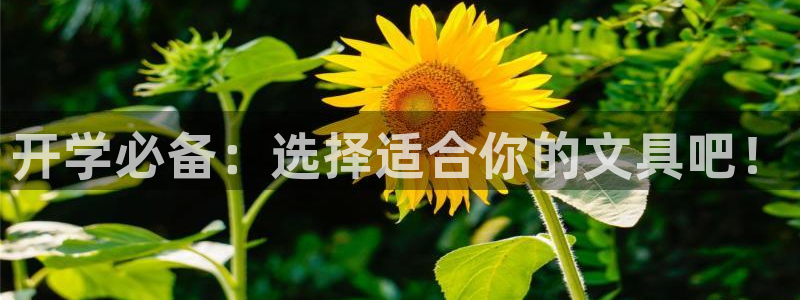 卧龙沙滩蹦床娱乐：开学必备：选择适合你的